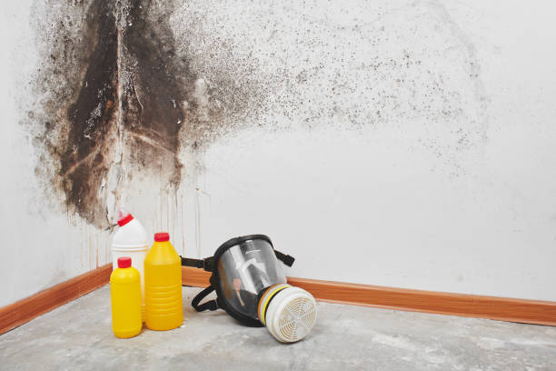 Certified Mold Removal in Bryan, OH