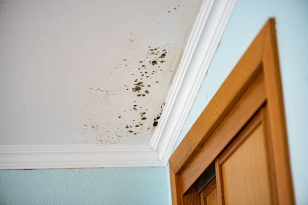 Best Mold Testing  in Bryan, OH