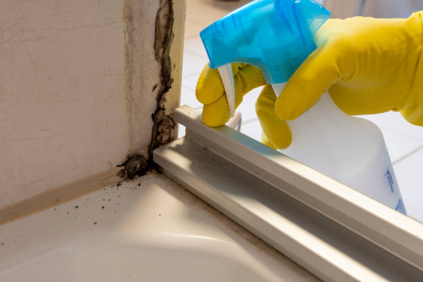 Best Home Mold Removal  in Bryan, OH