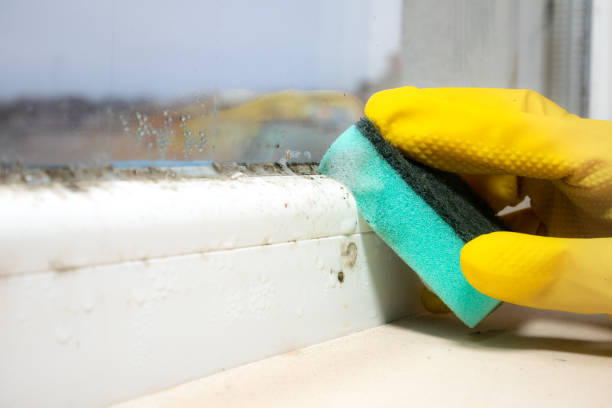 Best Black Mold Removal  in Bryan, OH