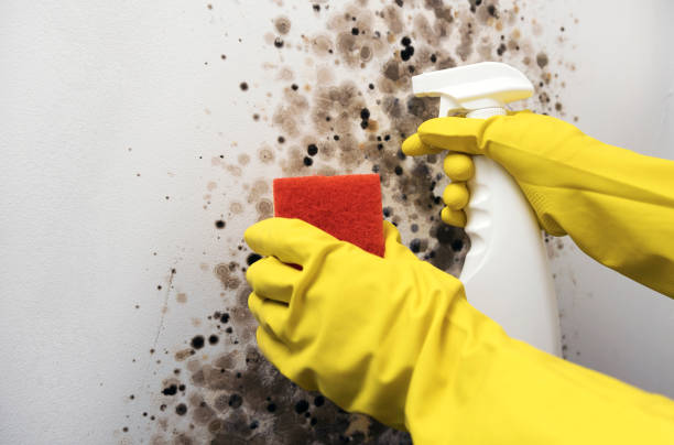 Best Home Mold Removal  in Bryan, OH