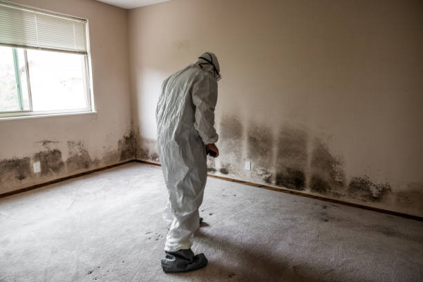 Best Fast Mold Removal  in Bryan, OH