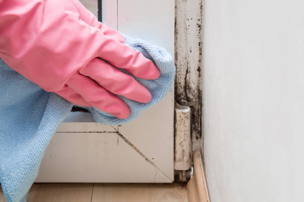 Best Local Mold Removal Service  in Bryan, OH